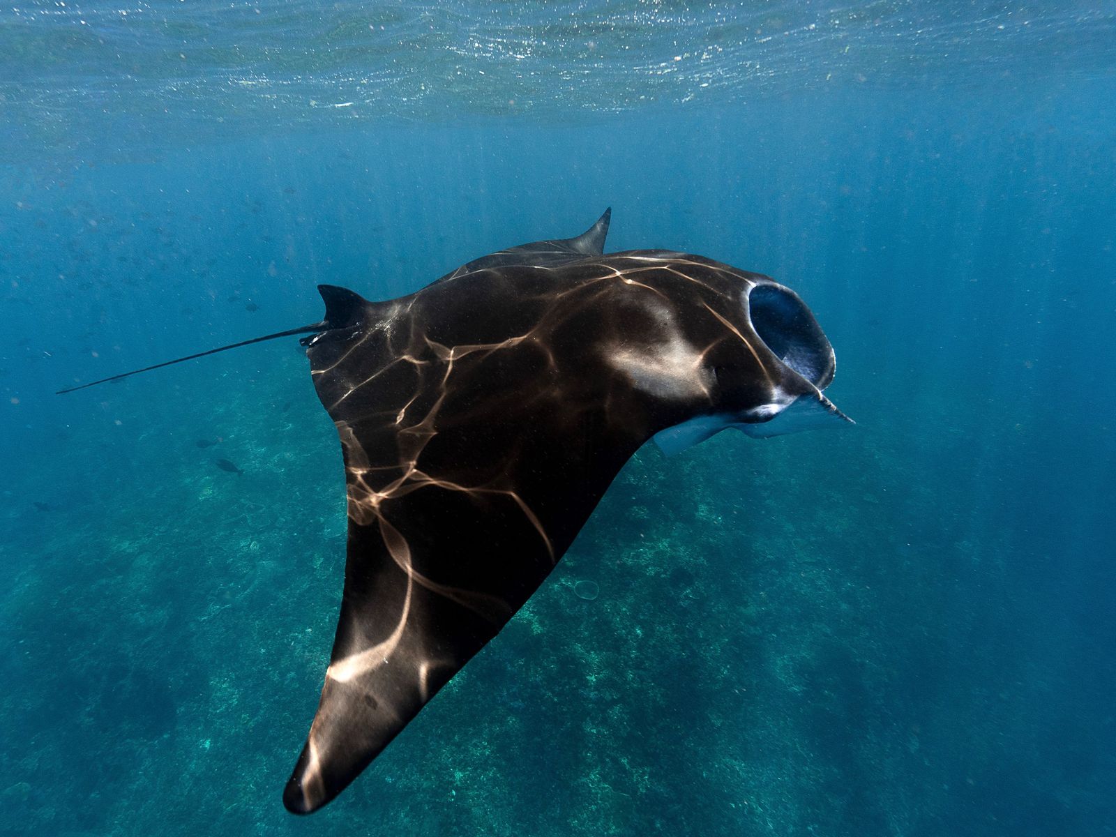 A manta in open blue water