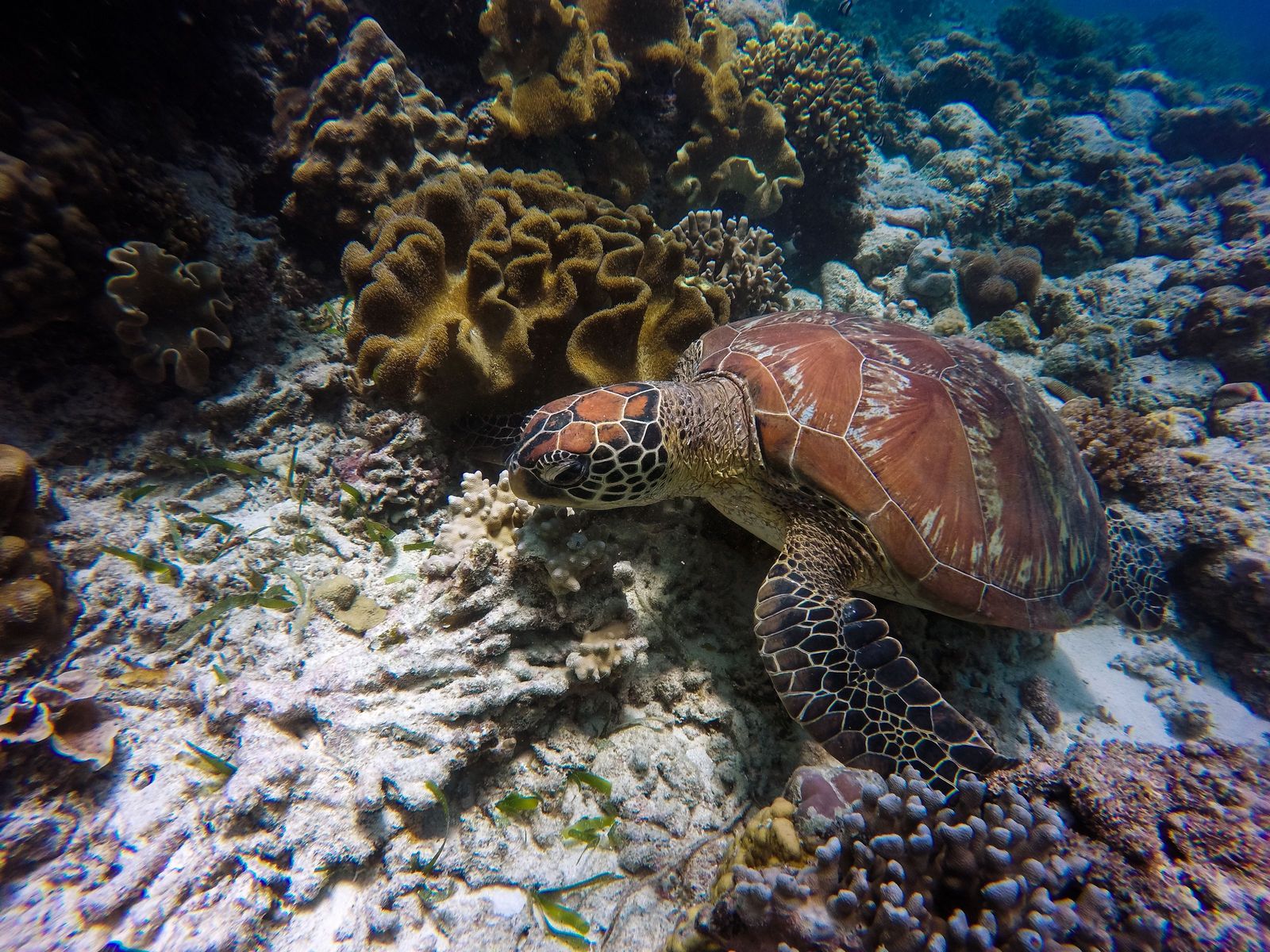 A green turtle over hard coral