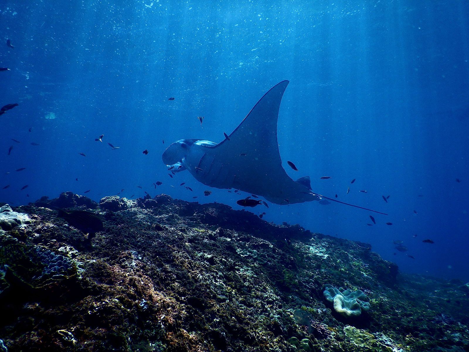 A reef manta over coral