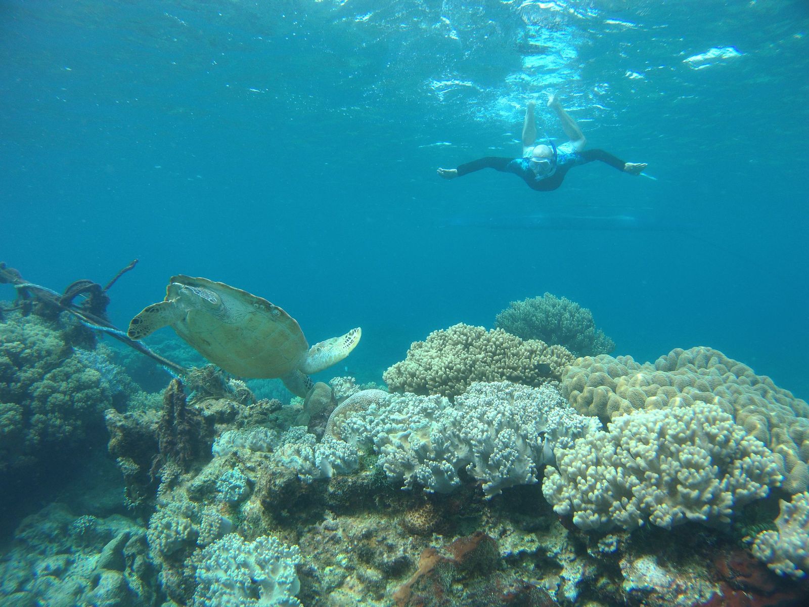 A snorkeller floating above a turtle on the reef