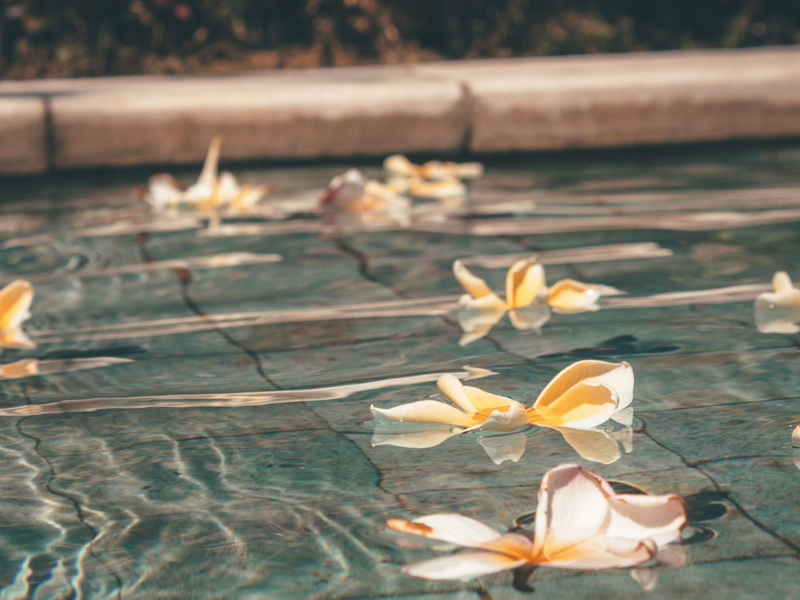 Frangipani flowers floating on a pool