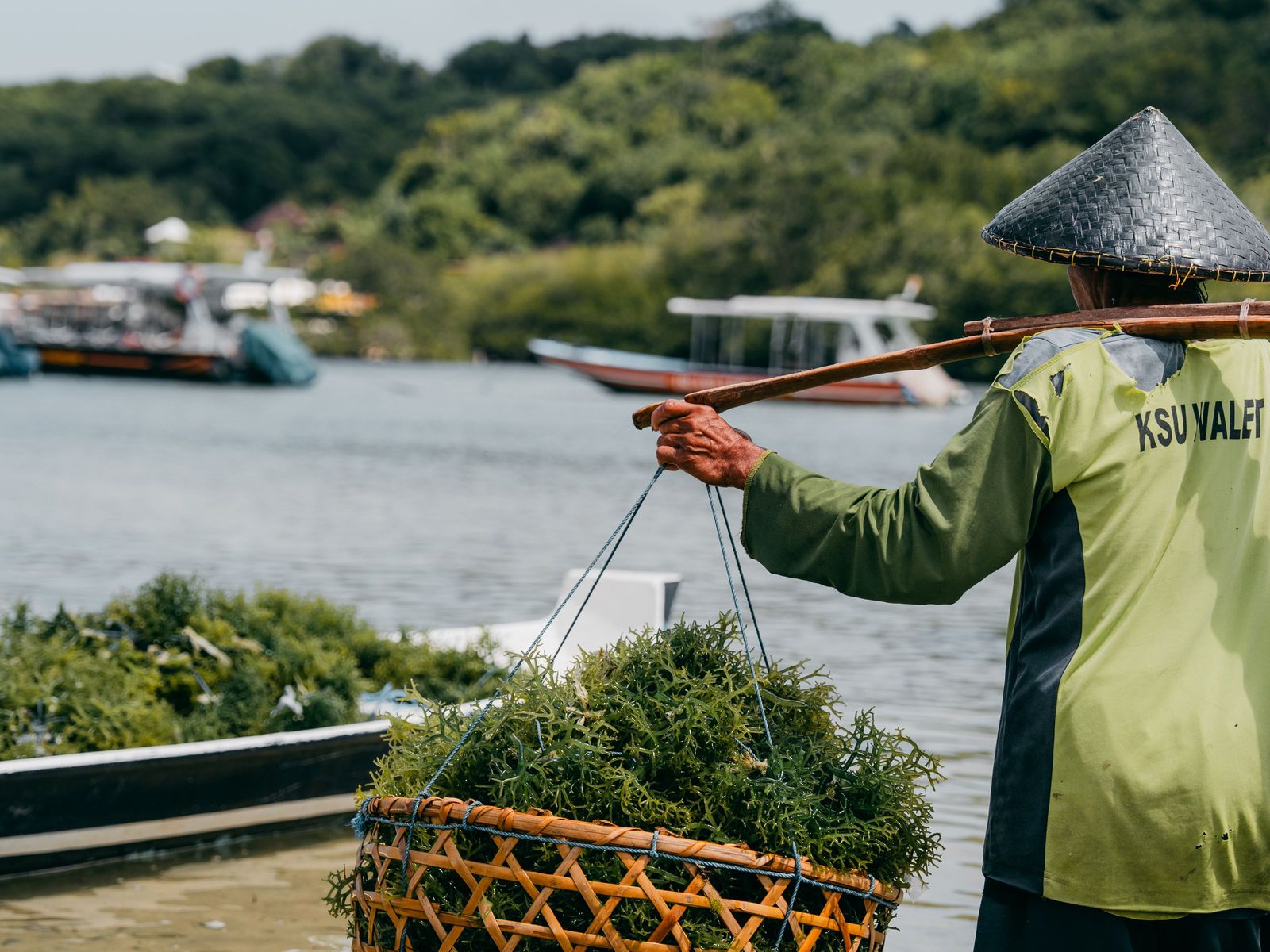 A seaweed farmer carrying the day's harvest