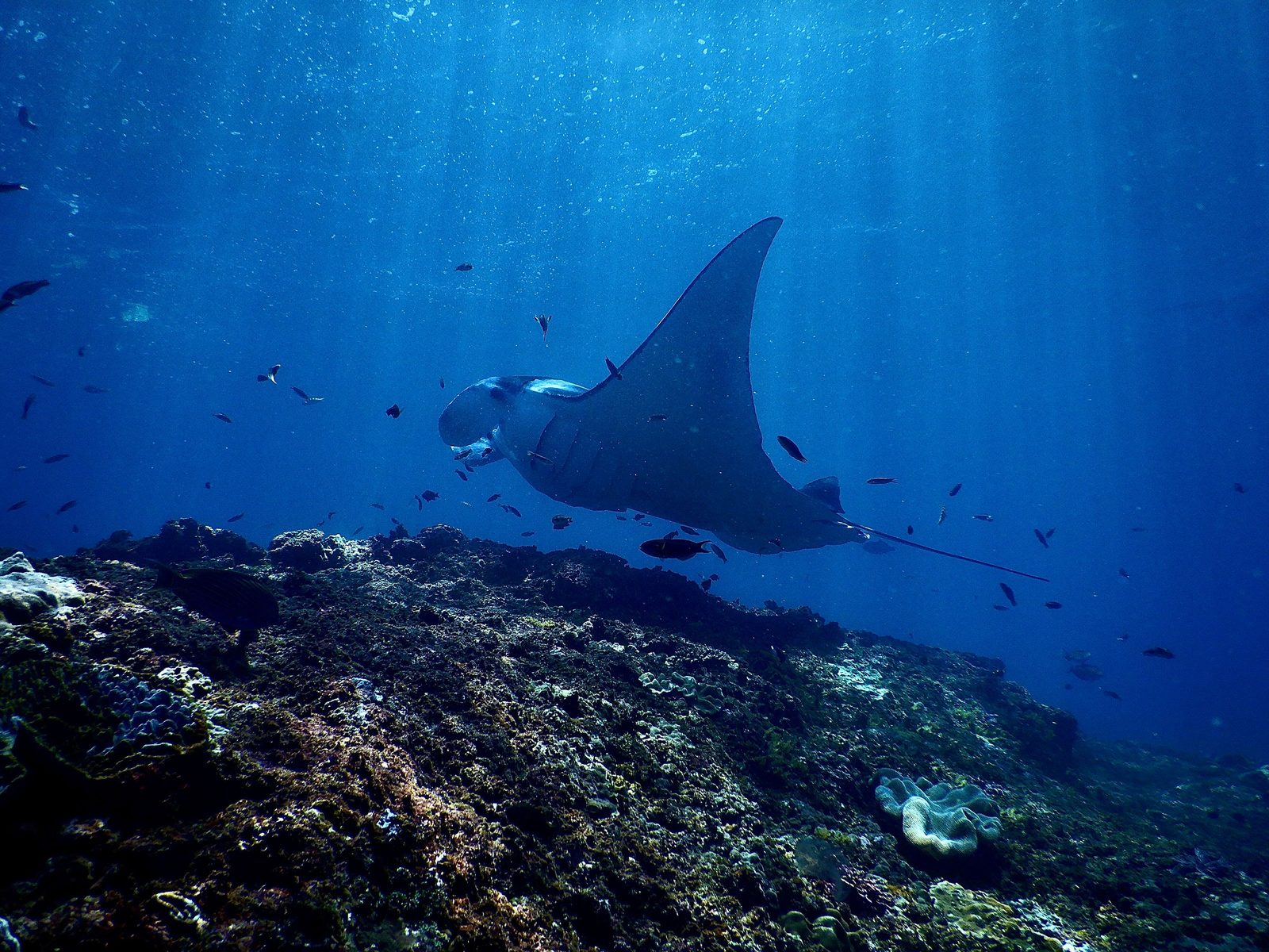 A Diving Week on Nusa Penida and Lembongan