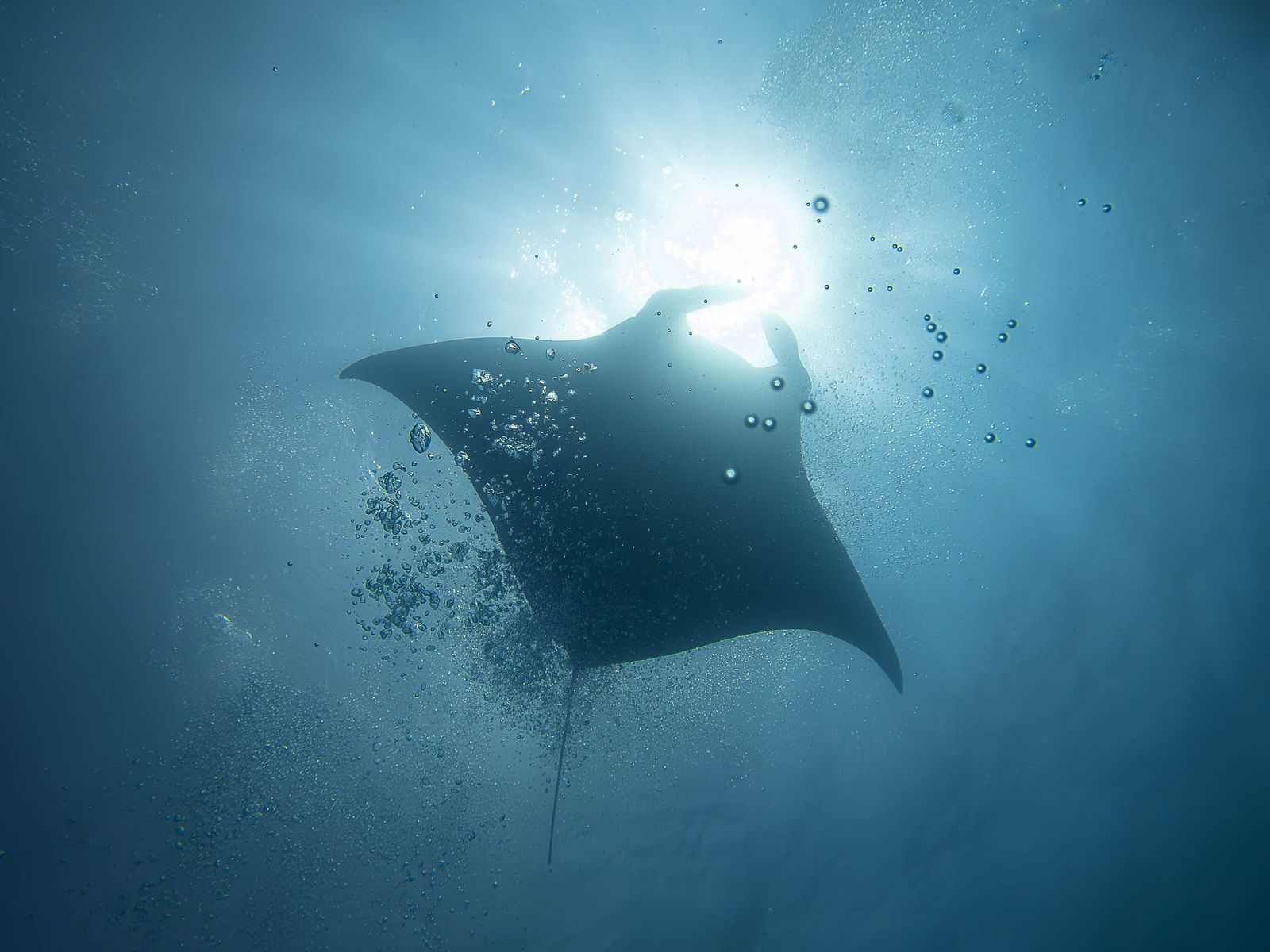 A manta seen against the light