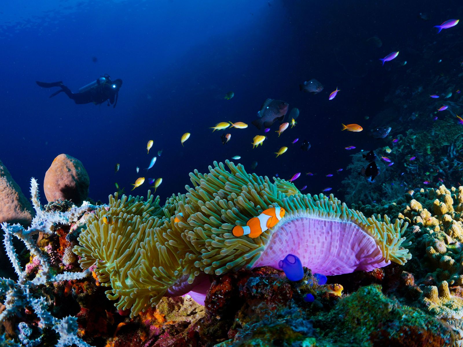 An anemone with clownfish and a diver above