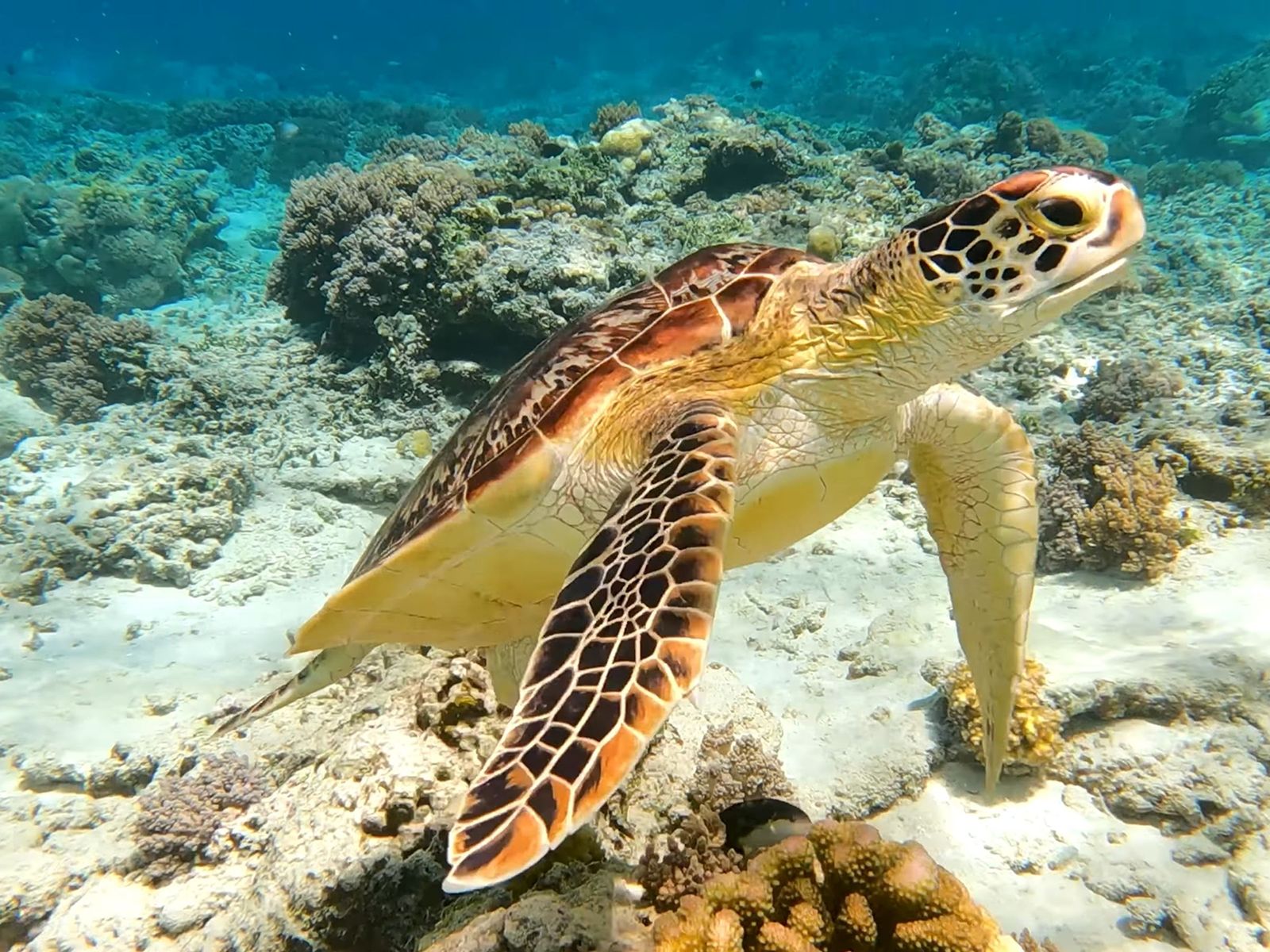 A turtle resting on the reef